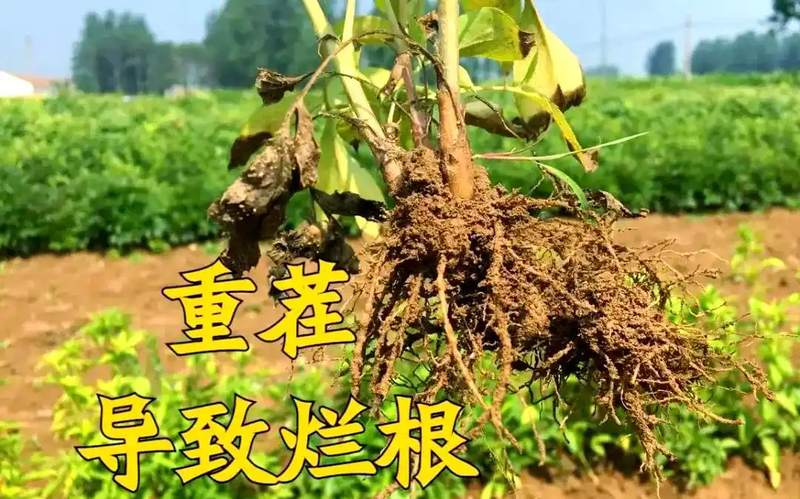 文章附图